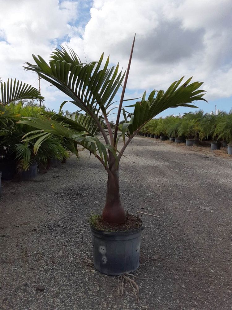 hyophorbe-lagenicaulis-bottle-palm
