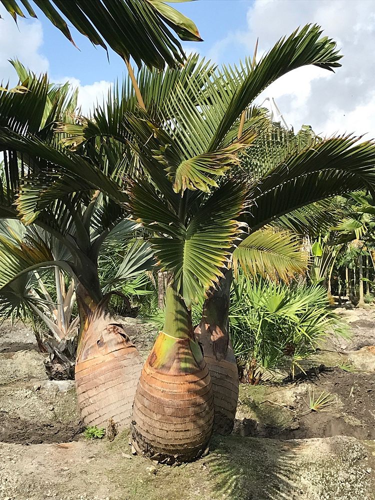 hyophorbe-lagenicaulis-bottle-palm