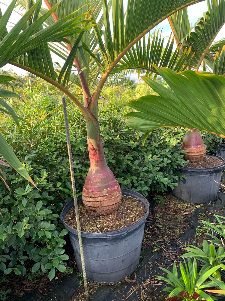 hyophorbe-lagenicaulis-bottle-palm