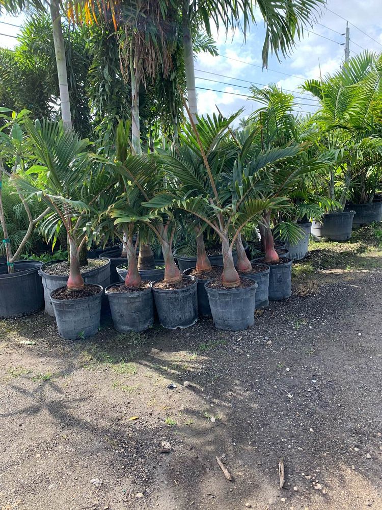 hyophorbe-lagenicaulis-bottle-palm