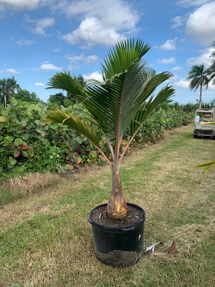 hyophorbe-lagenicaulis-bottle-palm