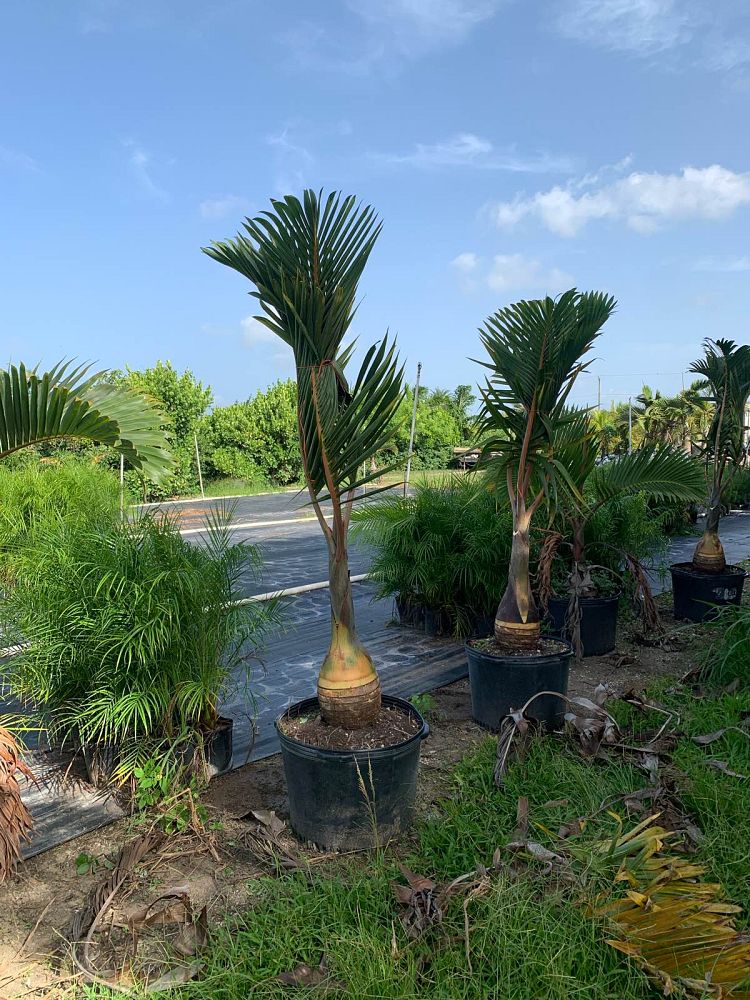 hyophorbe-lagenicaulis-bottle-palm