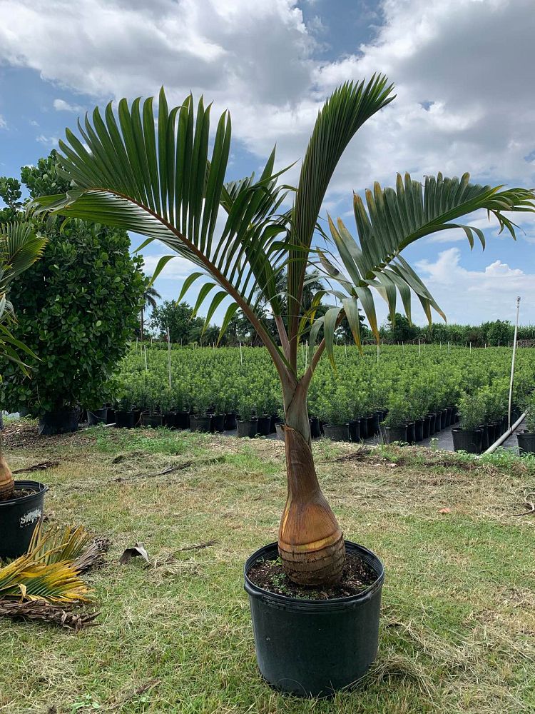 hyophorbe-lagenicaulis-bottle-palm