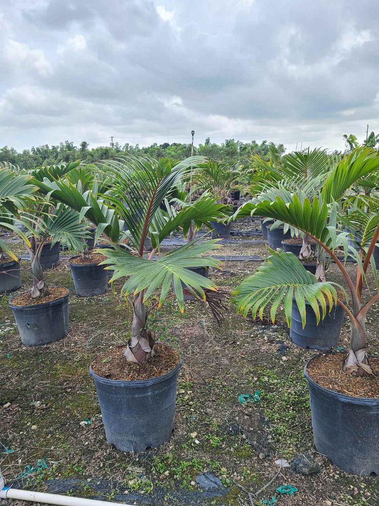 hyophorbe-lagenicaulis-bottle-palm