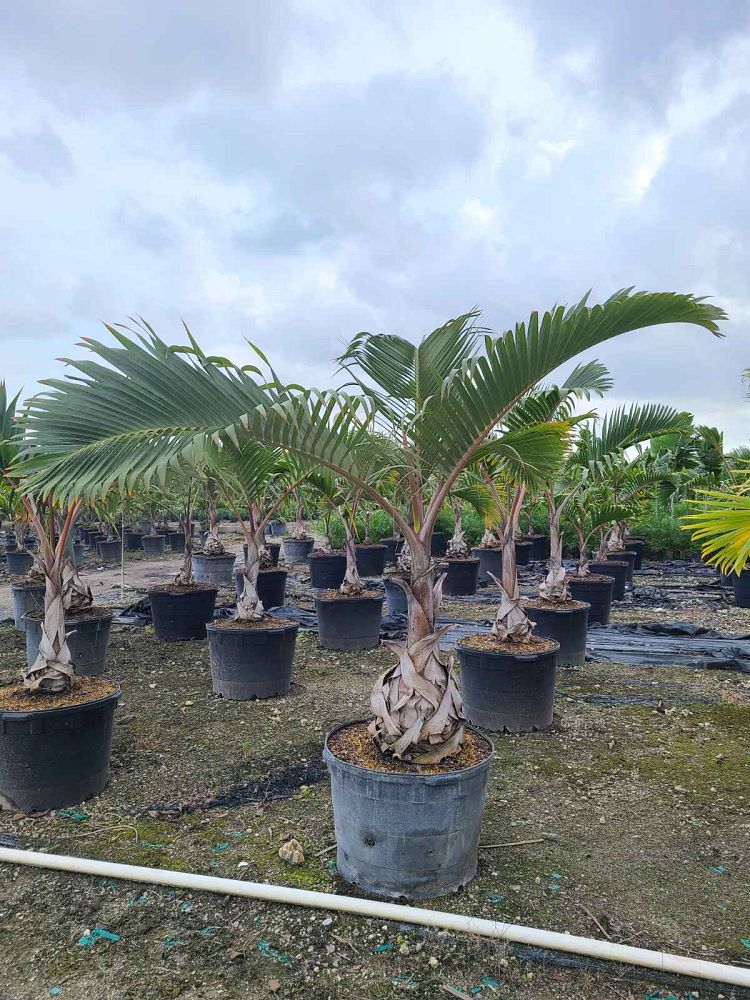 hyophorbe-lagenicaulis-bottle-palm