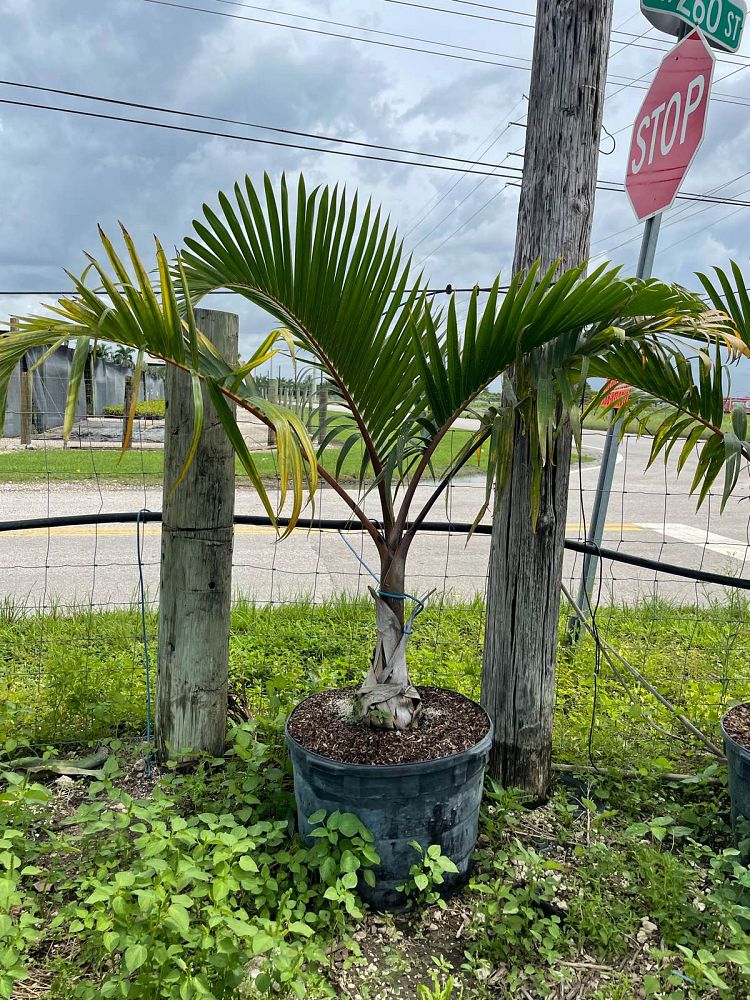 hyophorbe-lagenicaulis-bottle-palm
