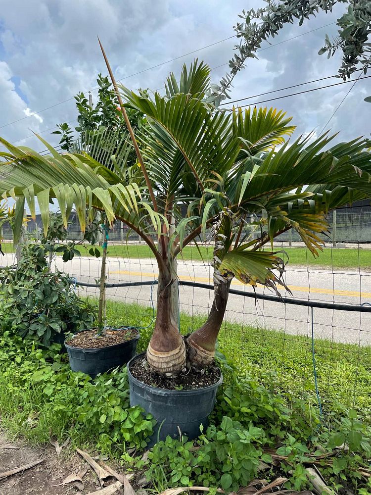 hyophorbe-lagenicaulis-bottle-palm