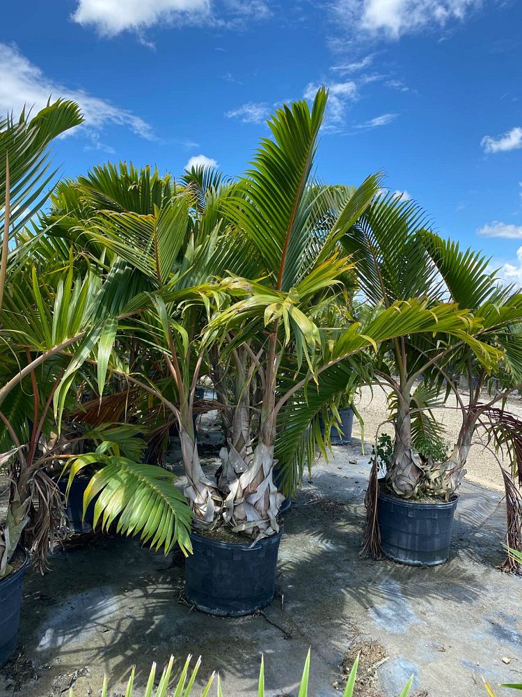 hyophorbe-lagenicaulis-bottle-palm