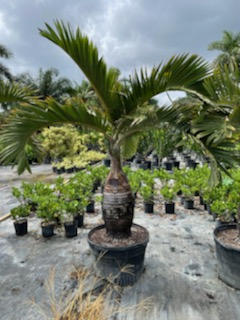 hyophorbe-lagenicaulis-bottle-palm