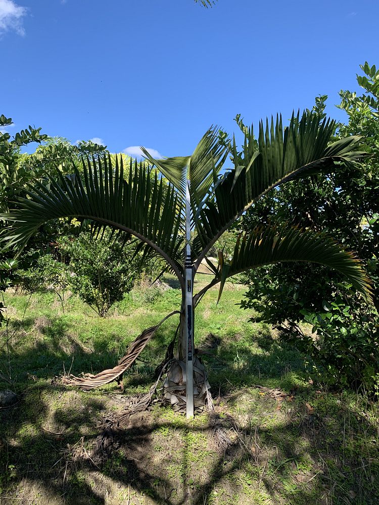 hyophorbe-lagenicaulis-bottle-palm