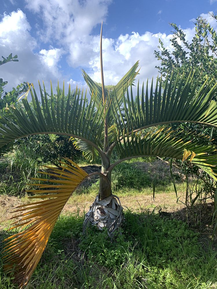 hyophorbe-lagenicaulis-bottle-palm