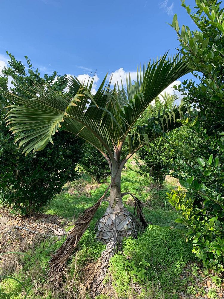 hyophorbe-lagenicaulis-bottle-palm