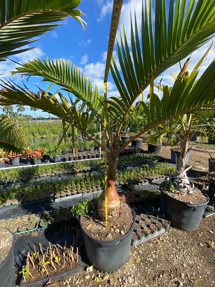 hyophorbe-lagenicaulis-bottle-palm