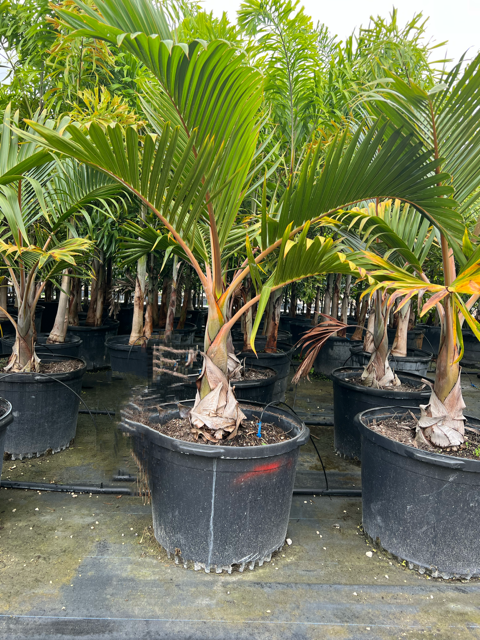 hyophorbe-lagenicaulis-bottle-palm