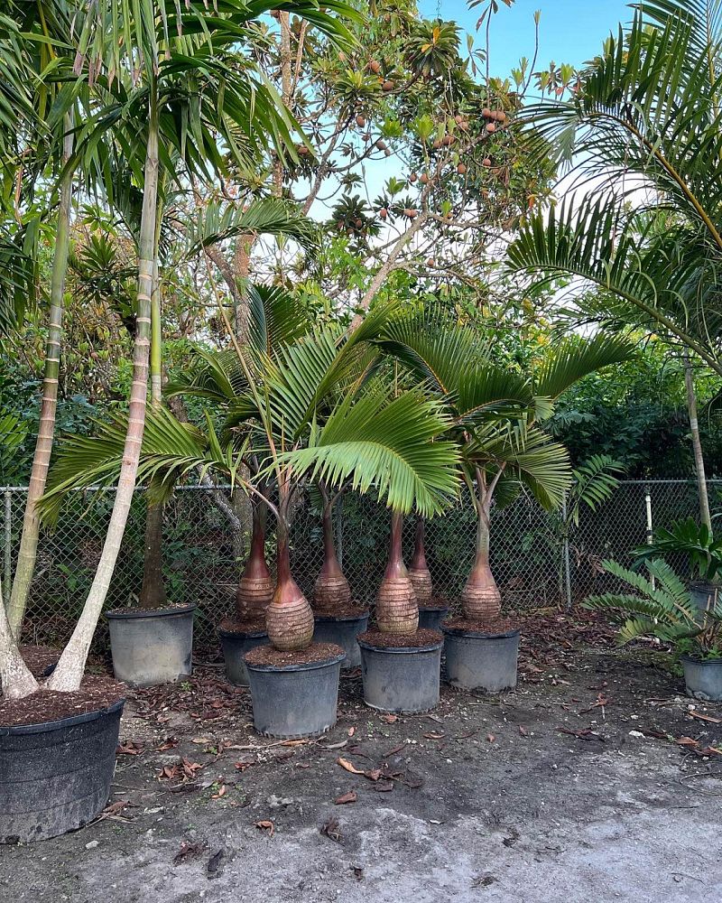 hyophorbe-lagenicaulis-bottle-palm