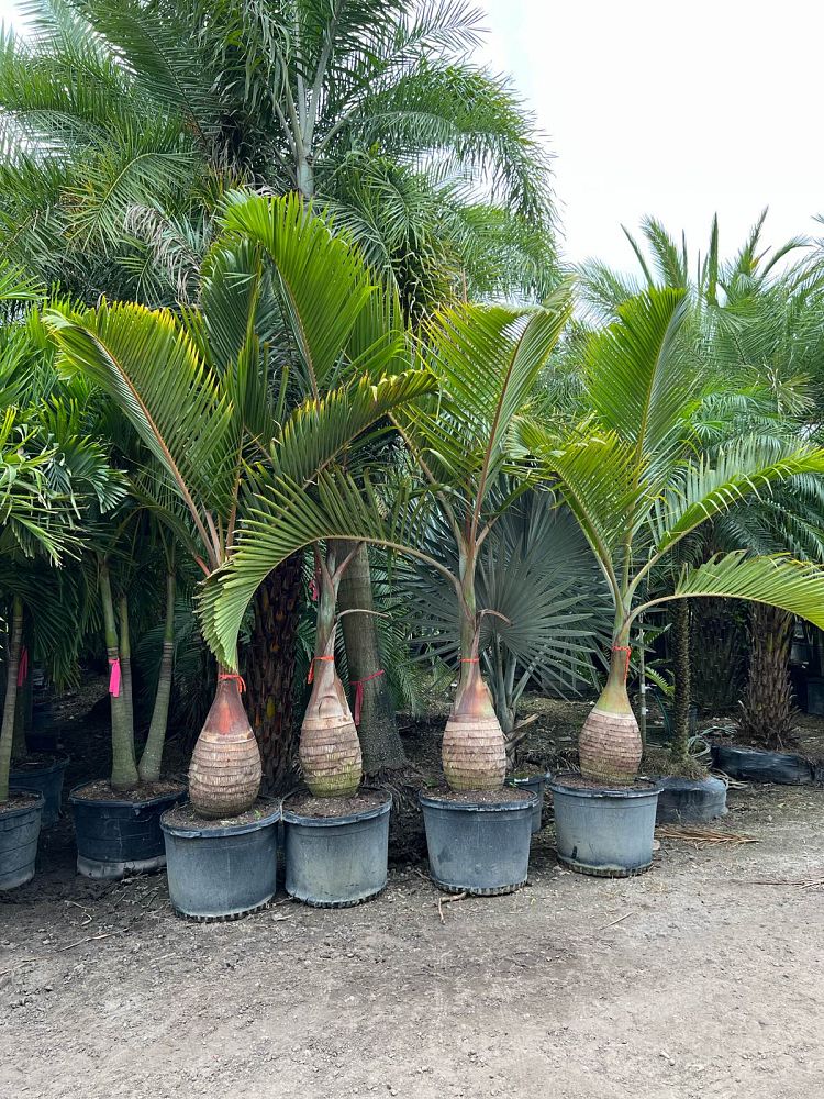 hyophorbe-lagenicaulis-bottle-palm