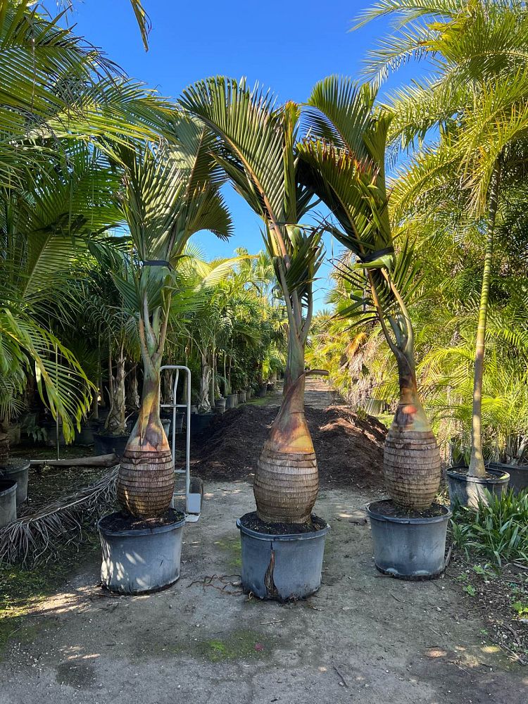 hyophorbe-lagenicaulis-bottle-palm