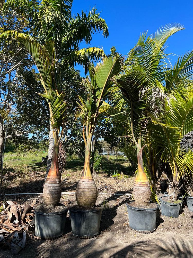 hyophorbe-lagenicaulis-bottle-palm
