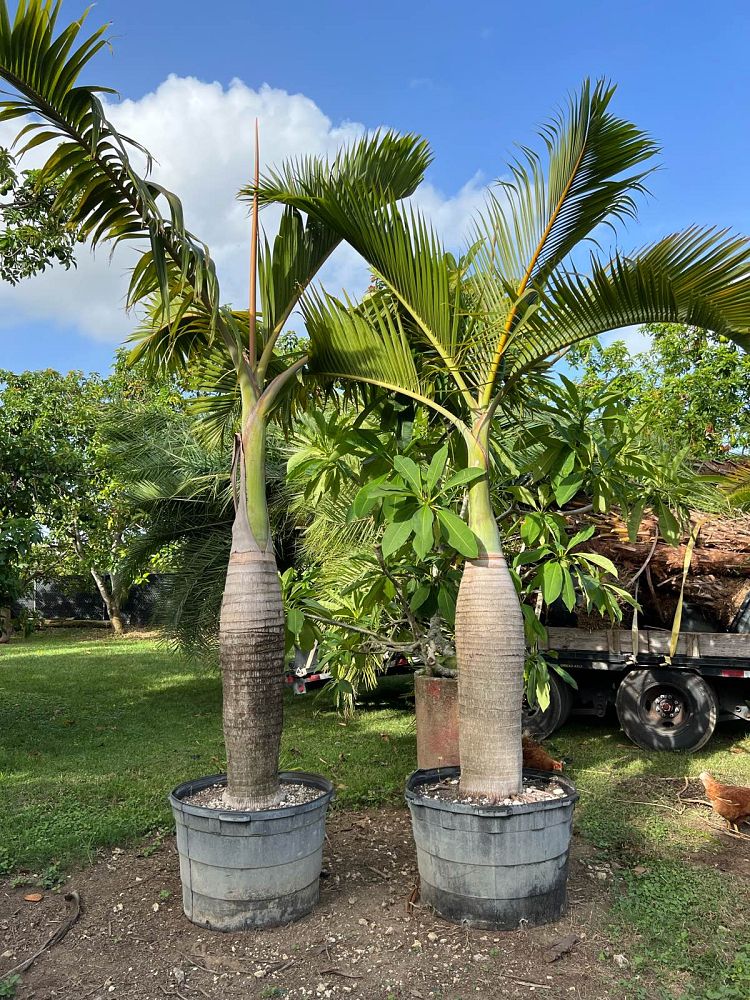 hyophorbe-lagenicaulis-bottle-palm