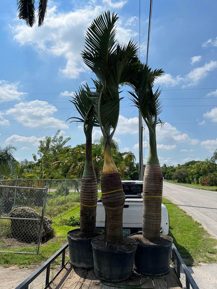 hyophorbe-lagenicaulis-bottle-palm