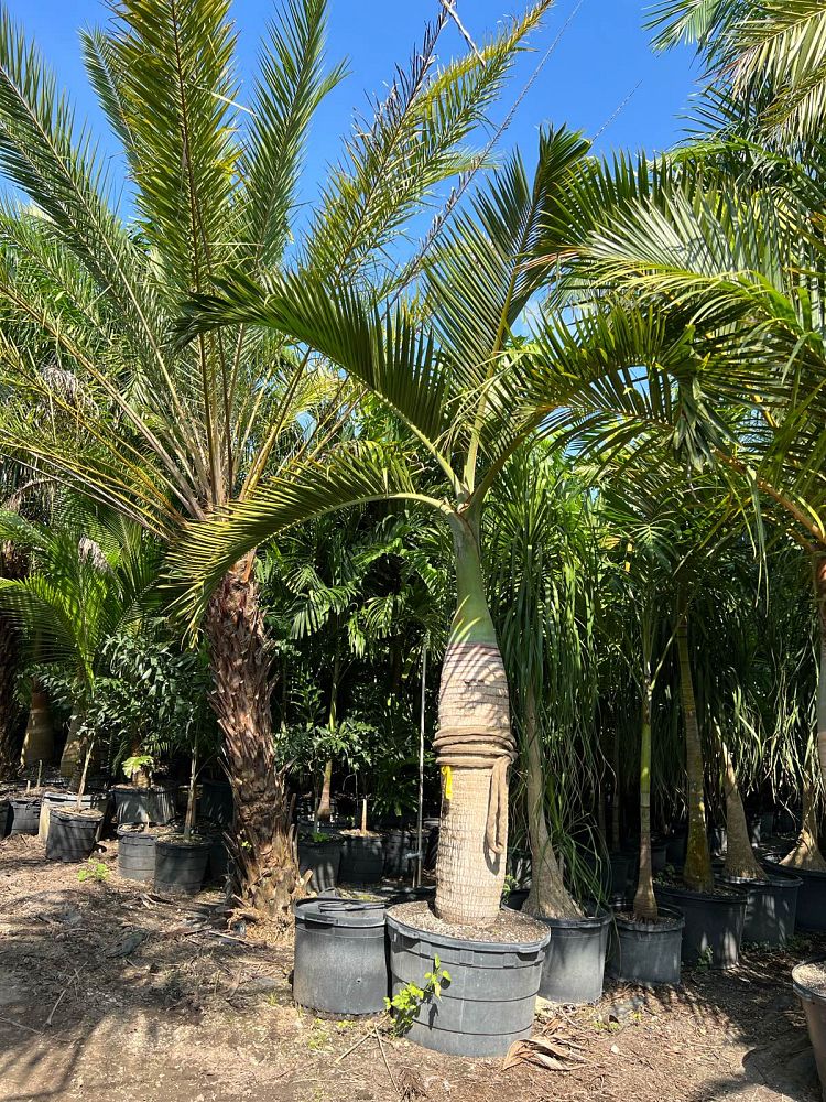hyophorbe-lagenicaulis-bottle-palm