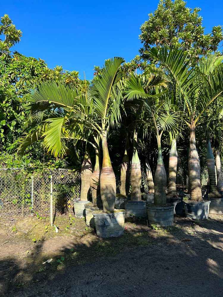 hyophorbe-lagenicaulis-bottle-palm