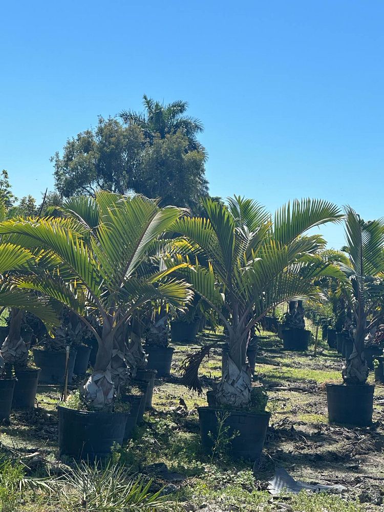 hyophorbe-lagenicaulis-bottle-palm