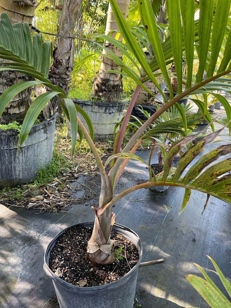 hyophorbe-lagenicaulis-bottle-palm