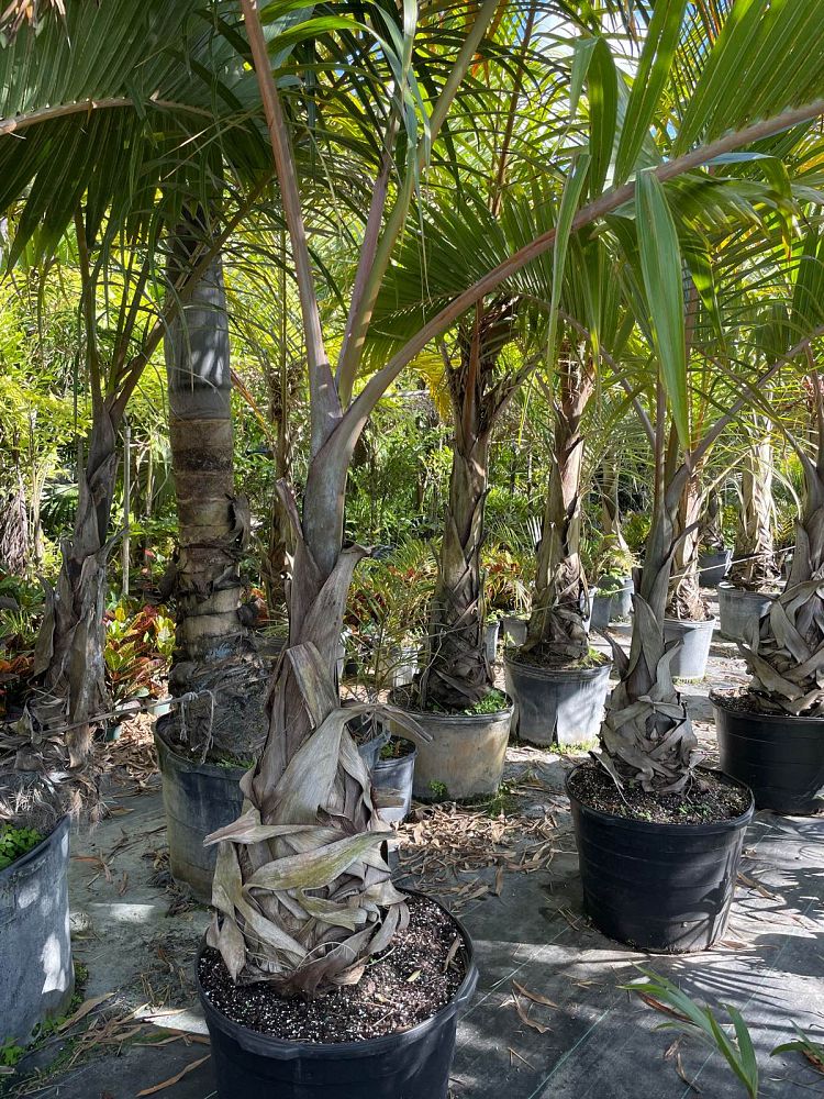 hyophorbe-lagenicaulis-bottle-palm