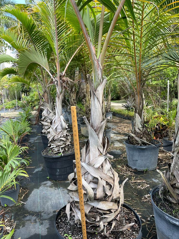 hyophorbe-lagenicaulis-bottle-palm