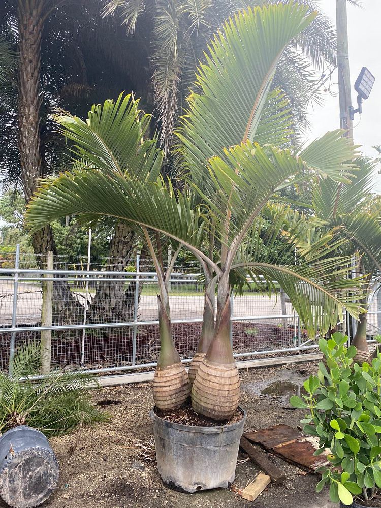 hyophorbe-lagenicaulis-bottle-palm
