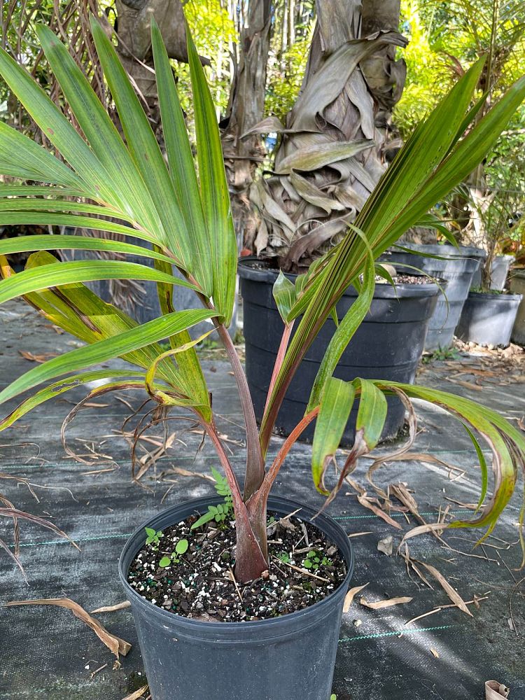 hyophorbe-lagenicaulis-bottle-palm