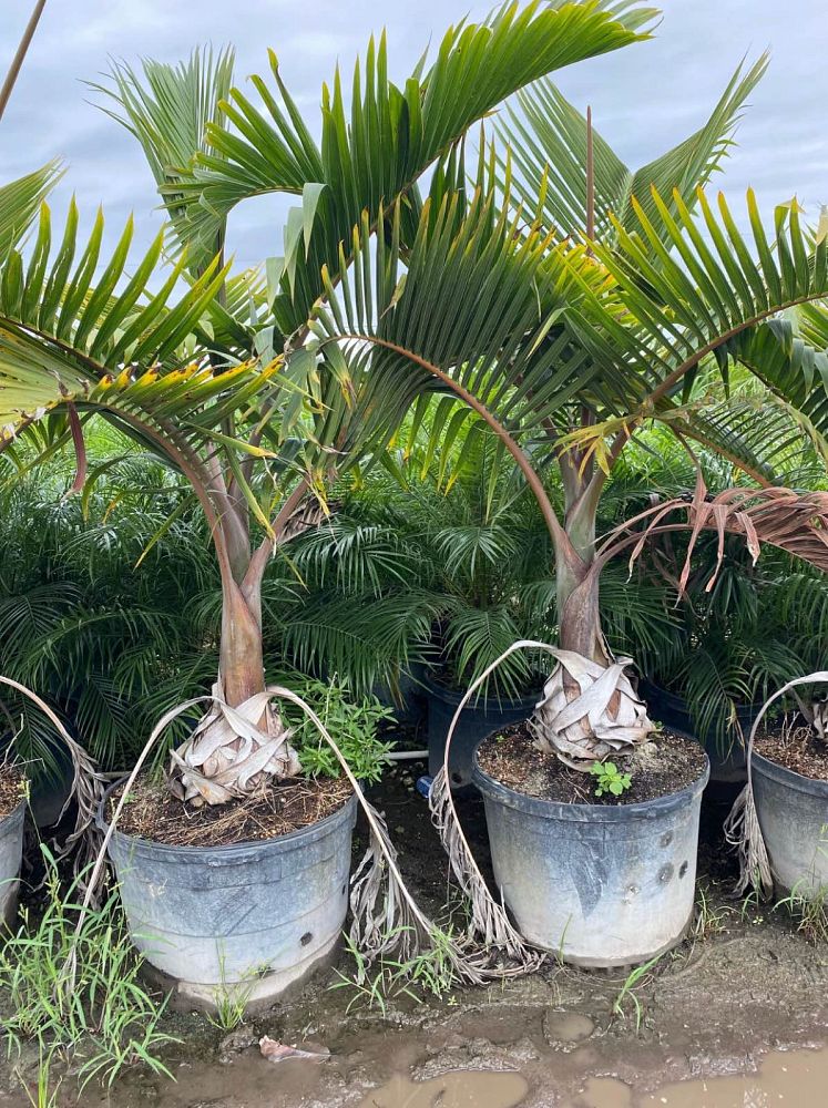 hyophorbe-lagenicaulis-bottle-palm