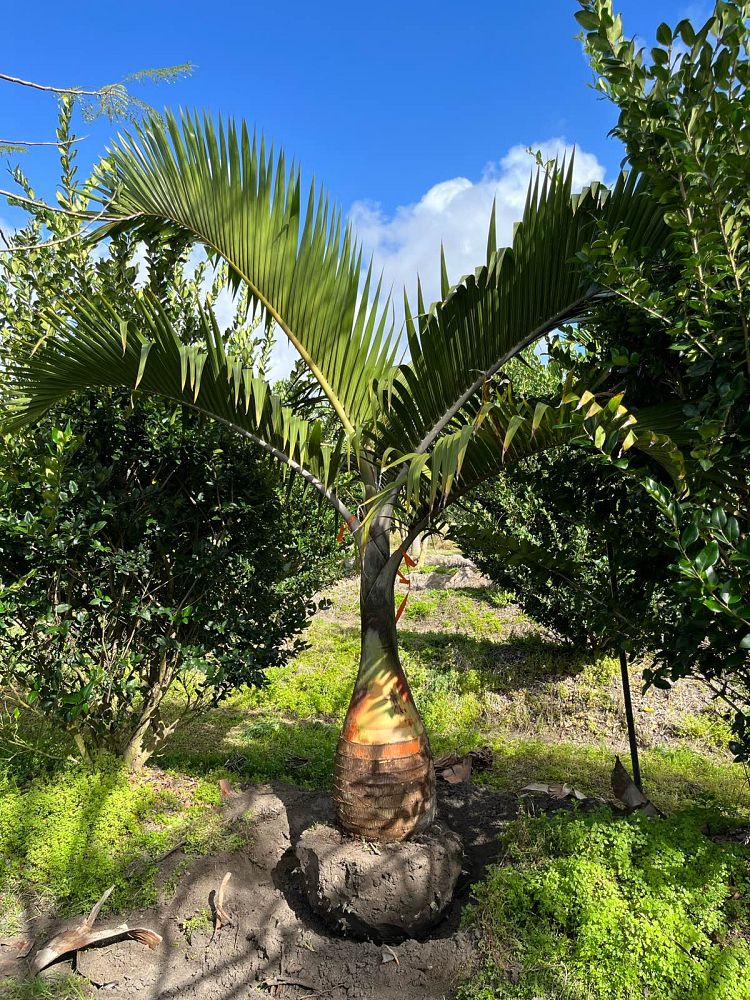 hyophorbe-lagenicaulis-bottle-palm