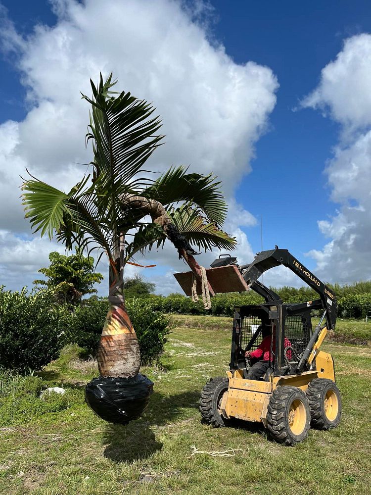 hyophorbe-lagenicaulis-bottle-palm