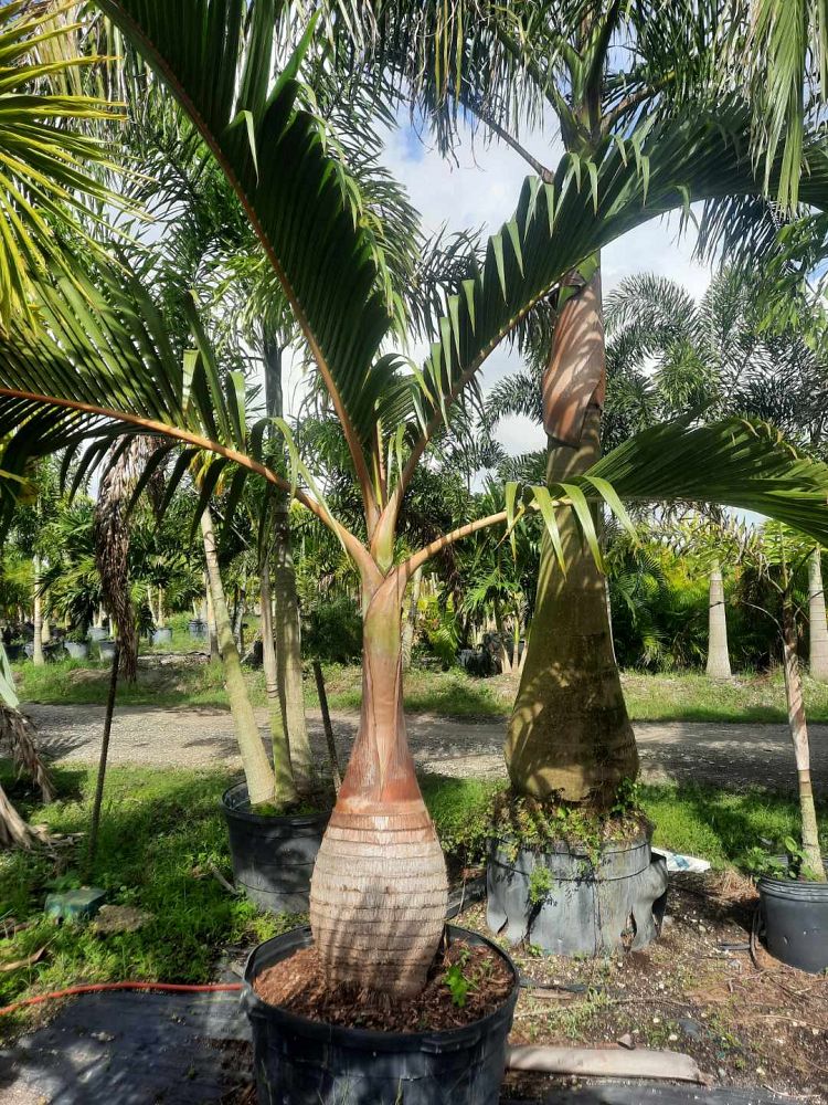 hyophorbe-lagenicaulis-bottle-palm