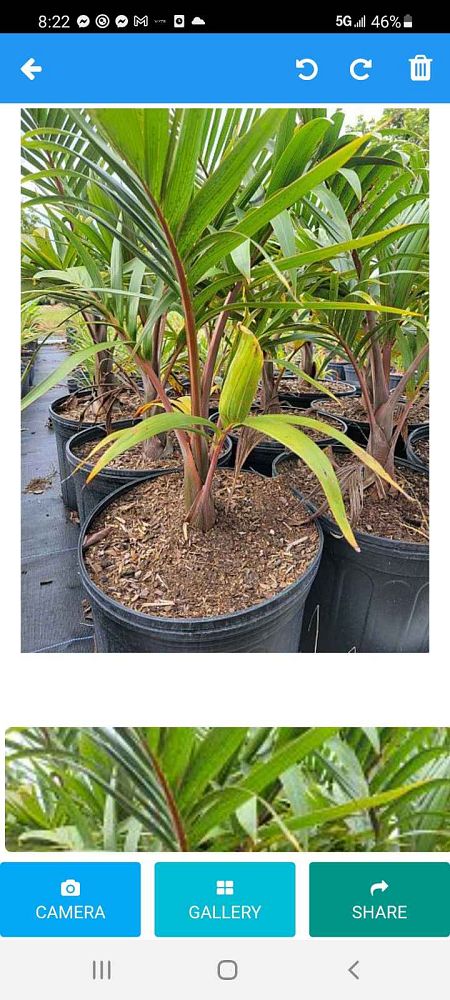 hyophorbe-lagenicaulis-bottle-palm