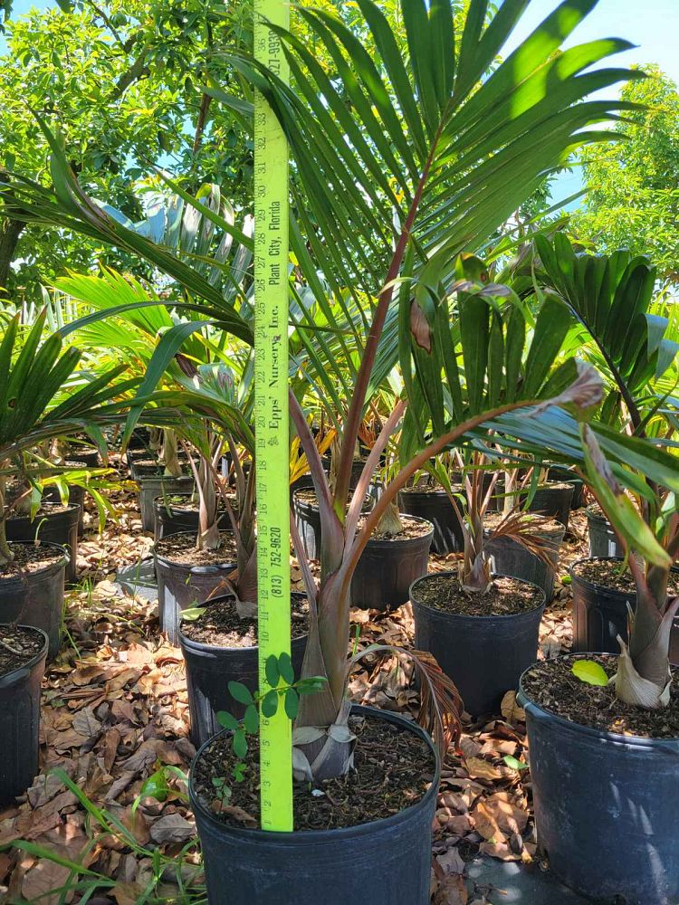 hyophorbe-lagenicaulis-bottle-palm