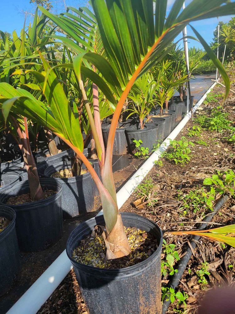 hyophorbe-lagenicaulis-bottle-palm