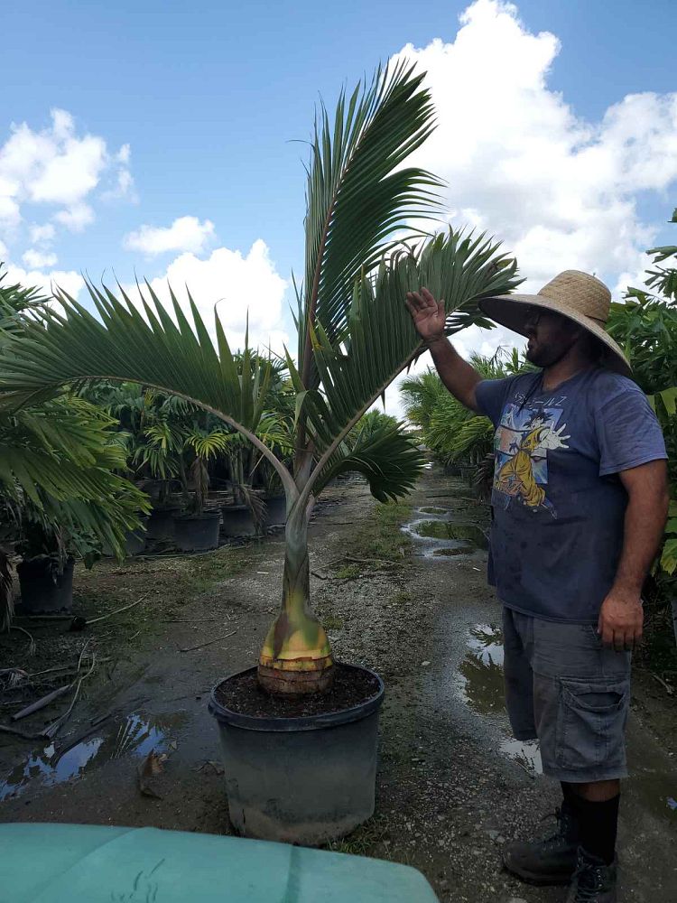 hyophorbe-lagenicaulis-bottle-palm