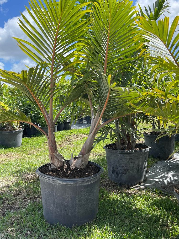 hyophorbe-lagenicaulis-bottle-palm