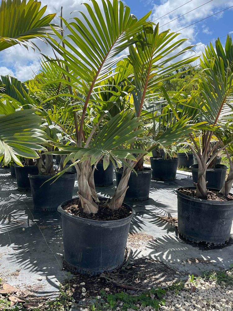 hyophorbe-lagenicaulis-bottle-palm
