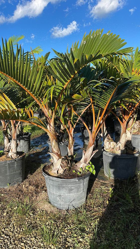 hyophorbe-lagenicaulis-bottle-palm