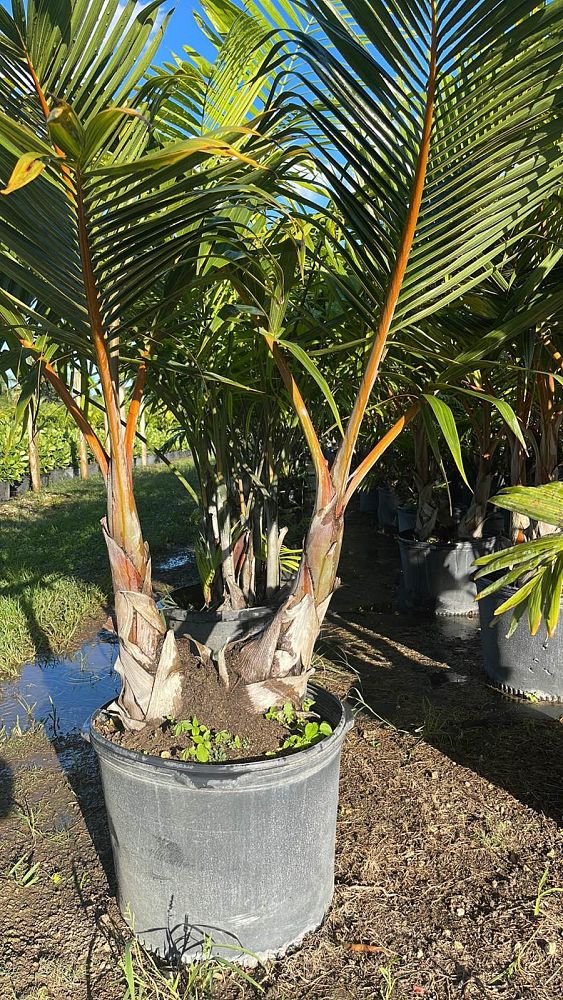 hyophorbe-lagenicaulis-bottle-palm