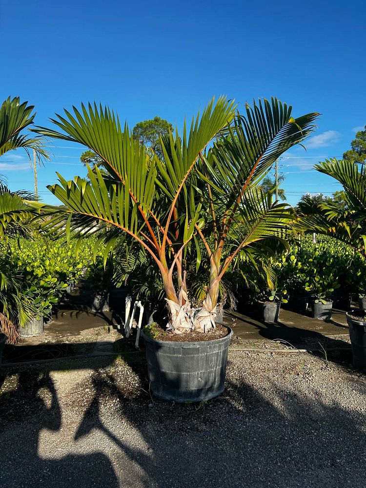 hyophorbe-lagenicaulis-bottle-palm