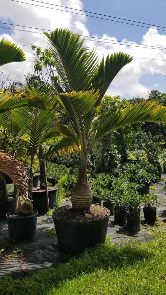 hyophorbe-lagenicaulis-bottle-palm