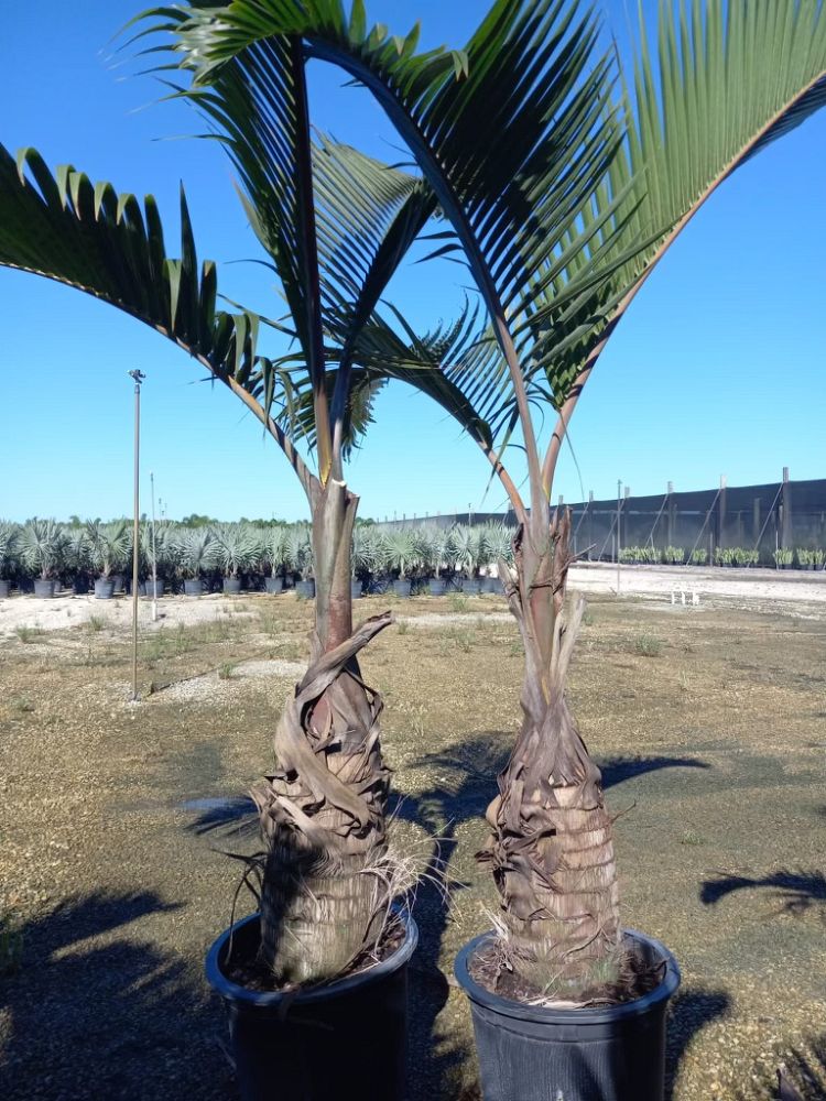 hyophorbe-lagenicaulis-bottle-palm