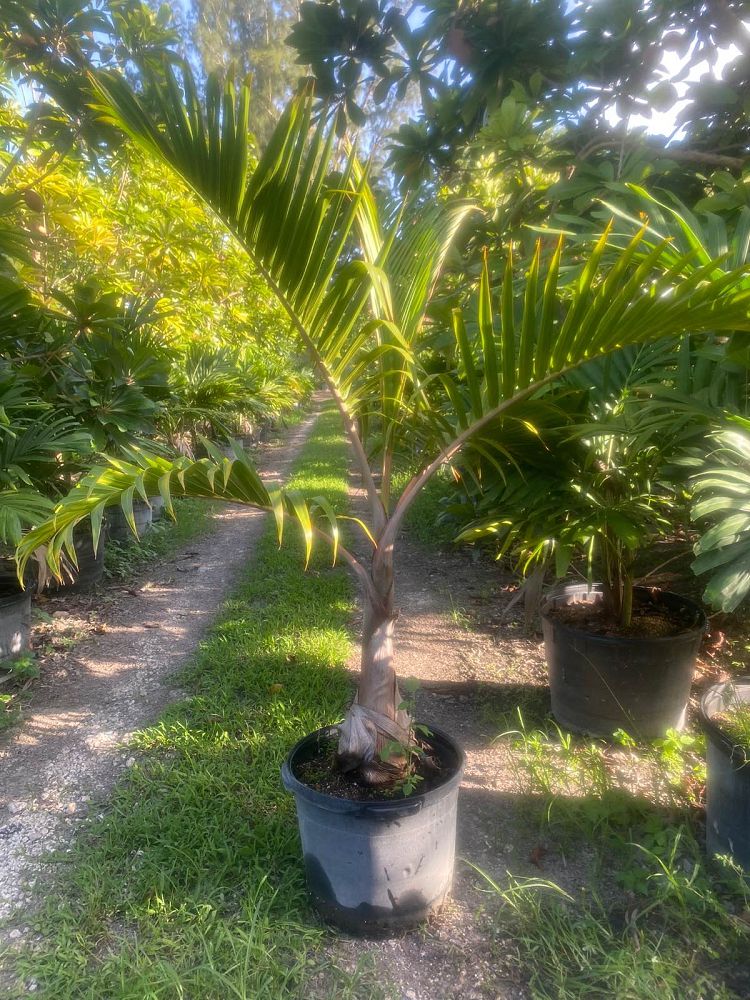 hyophorbe-lagenicaulis-bottle-palm