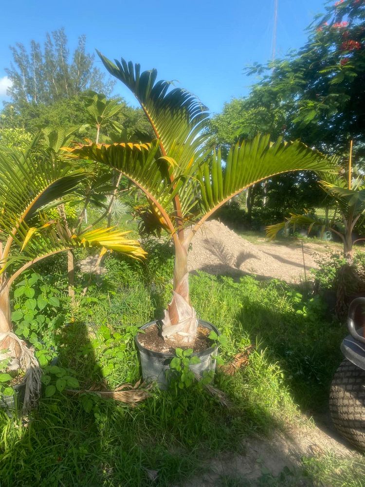 hyophorbe-lagenicaulis-bottle-palm