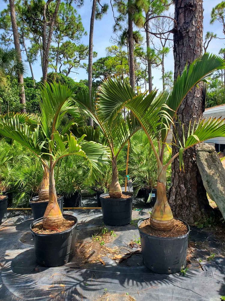 hyophorbe-lagenicaulis-bottle-palm